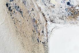 Mold Documentation for Insurance Claims in Black Diamond, FL